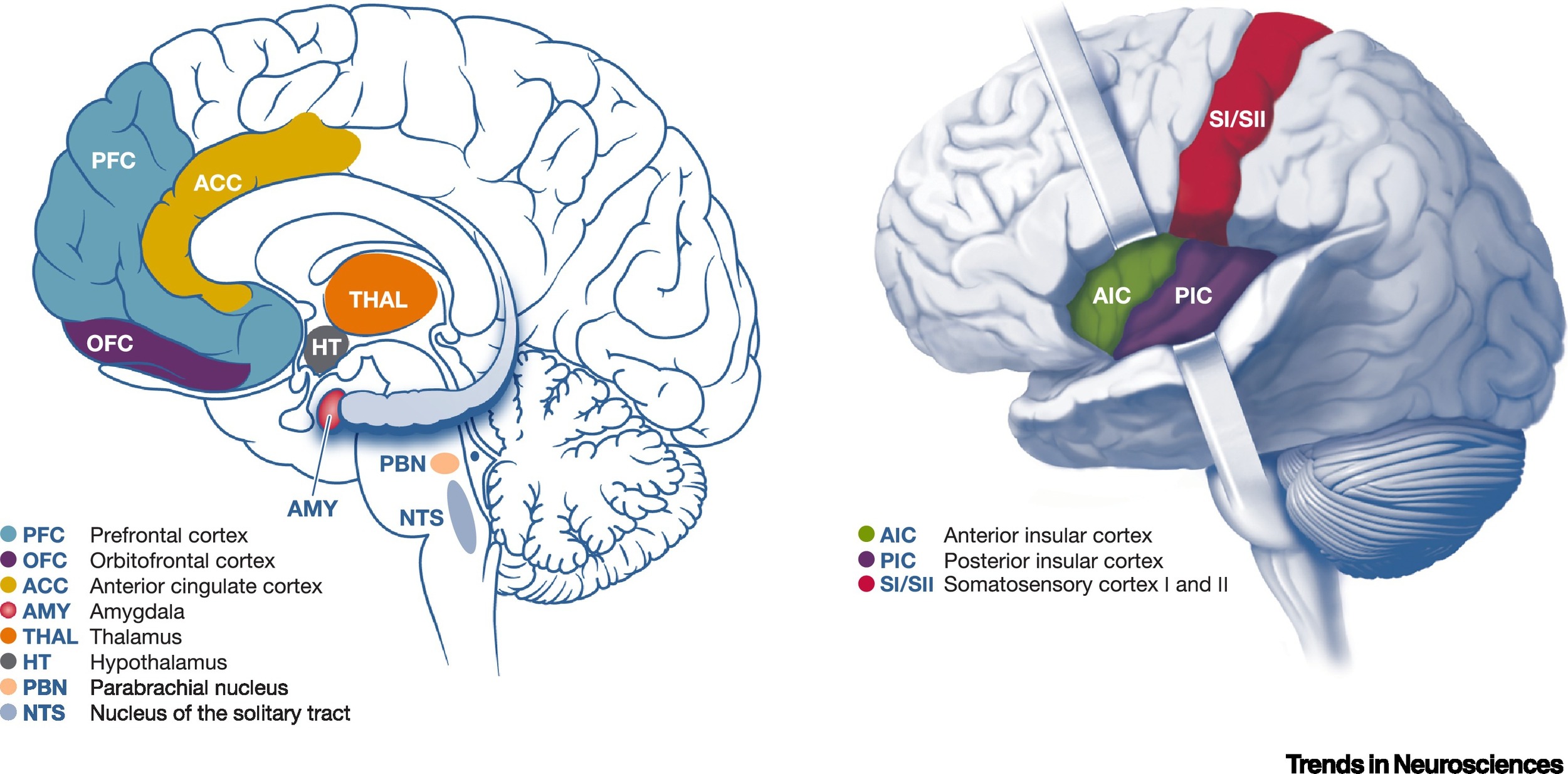 Neural pathways involved in the neuroscience of interoception.