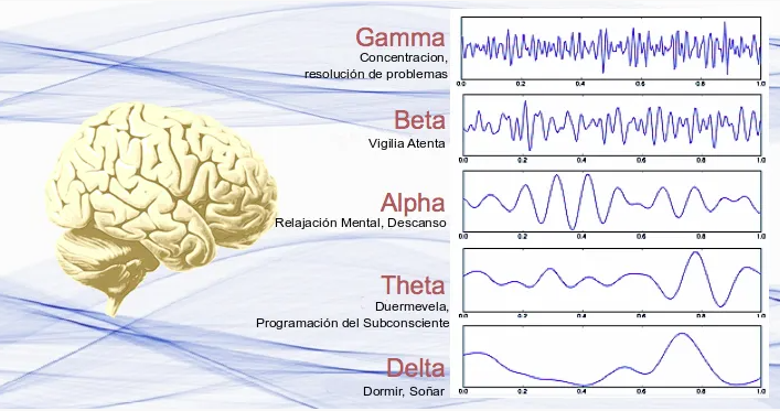 Tipos de ondas neuronales y sus efectos cognitivos.