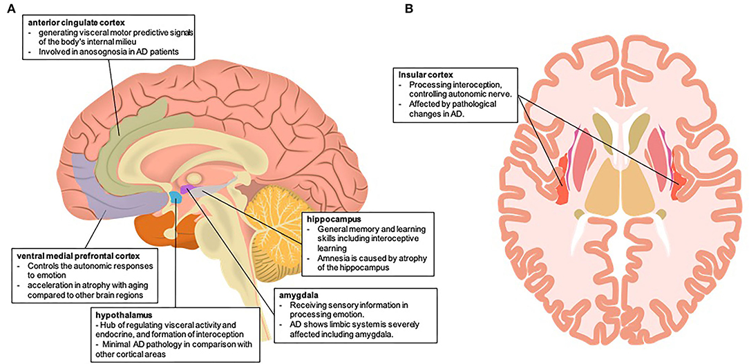 Key brain areas involved in business decision-making (e.g., prefrontal cortex, amygdala).